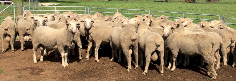 19 flock Rams   AFRINO.   Dual Purpose breed