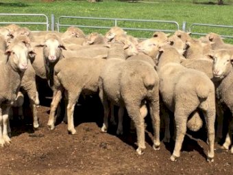 19 flock Rams   AFRINO.   Dual Purpose breed