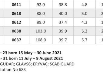 19 flock Rams   AFRINO.   Dual Purpose breed