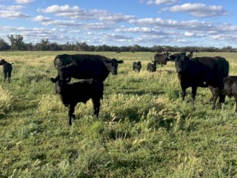 29 Angus Cows and 30 Calves