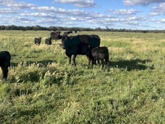 29 Angus Cows and 30 Calves