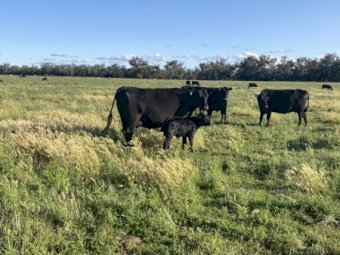 29 Angus Cows and 30 Calves