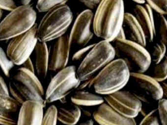 WANTED 1mt Grey Sunflower Seed