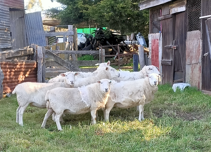 6 Wiltipoll Ewes