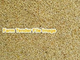 Shirohie Millet Seed