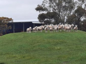 Greenview Dorset Stud Rams