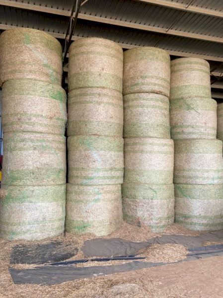 120 x Lucerne Pasture 5x4 Rolls