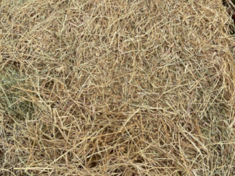 120 x Lucerne Pasture 5x4 Rolls