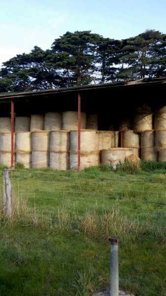 Rye Clover Phalaris Cocksfoot Hay