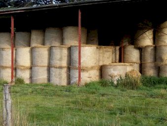 Rye Clover Phalaris Cocksfoot Hay