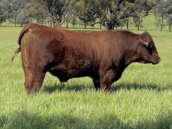 Registered Shorthorn Bull
