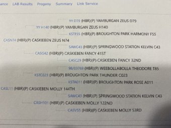 Registered Shorthorn Bull
