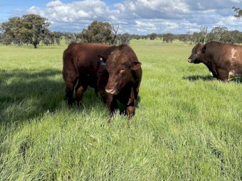 Registered Shorthorn Bull