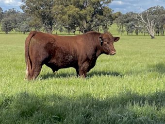 Registered Shorthorn Bull