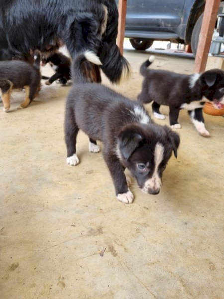 Border Collie Working Dogs
