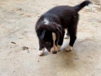 Border Collie Working Dogs
