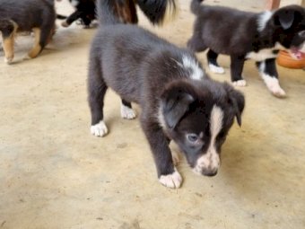 Border Collie Working Dogs