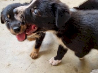 Border Collie Working Dogs