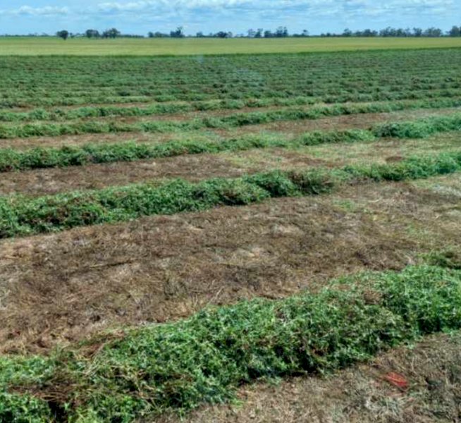 300mt Vetch Hay 600kg 8x4x3 Bales