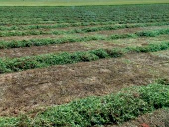 300mt Vetch Hay 600kg 8x4x3 Bales