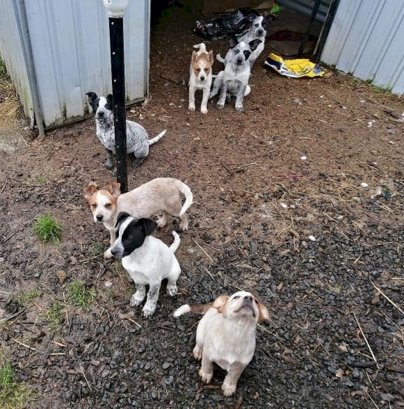2 Red Female x Australian Cattle Dog Pups, $600.00 No GST Applies