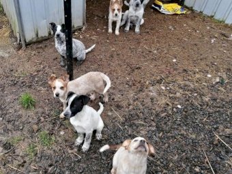 2 Red Female x Australian Cattle Dog Pups, $600.00 No GST Applies