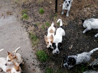 2 Red Female x Australian Cattle Dog Pups, $600.00 No GST Applies