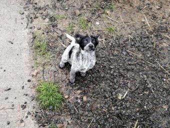 2 Red Female x Australian Cattle Dog Pups, $600.00 No GST Applies