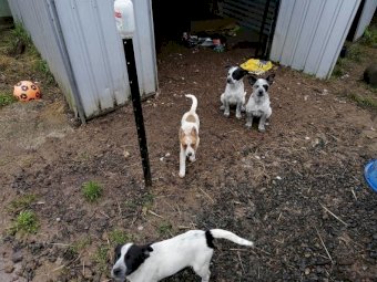 2 Red Female x Australian Cattle Dog Pups, $600.00 No GST Applies