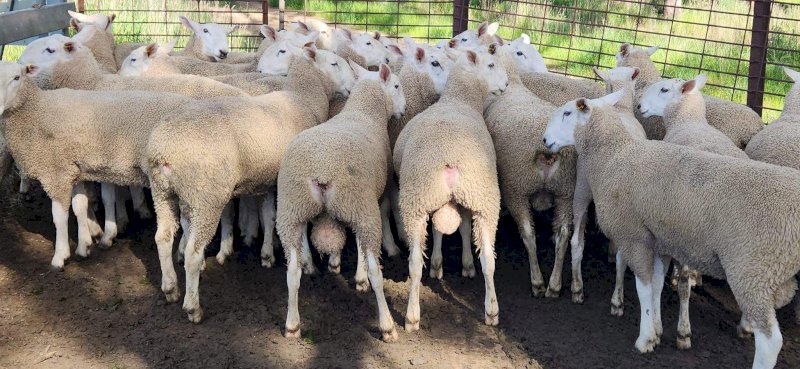 Border Leicester Rams