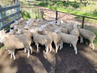 Border Leicester Rams