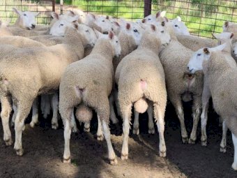 Border Leicester Rams