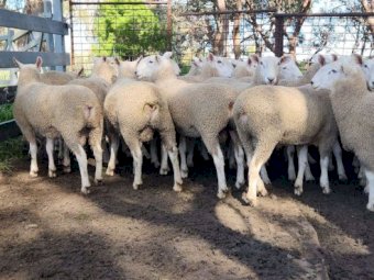 Border Leicester Rams