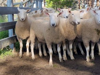Border Leicester Rams