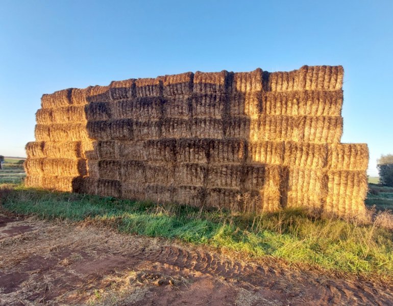 Header Trail Barley Straw