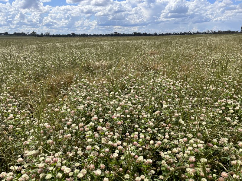 EOI 105 acres Clover Standing Crop