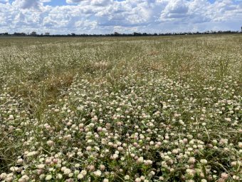 EOI 105 acres Clover Standing Crop