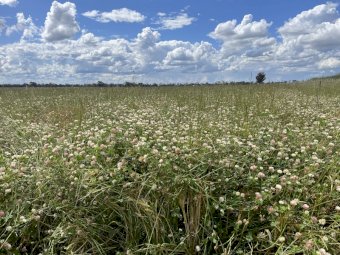 EOI 105 acres Clover Standing Crop