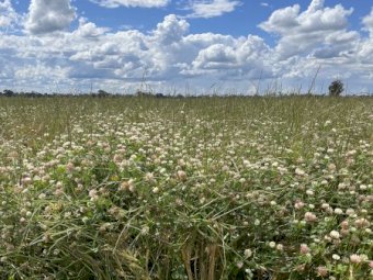 EOI 105 acres Clover Standing Crop