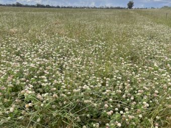 EOI 105 acres Clover Standing Crop