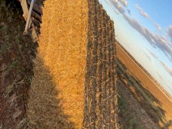 New Season Vetch Hay Off the Baler