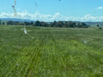 EOI 70ha Wheaten Hay Standing Crop