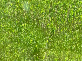 EOI 70ha Wheaten Hay Standing Crop