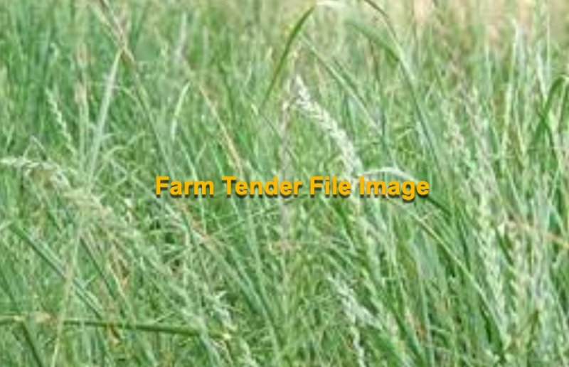 Ryegrass Paddocks available for Hay or Silage