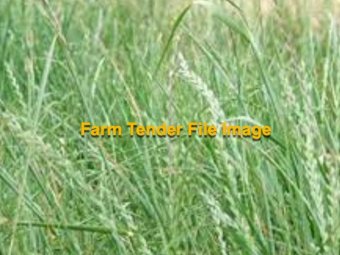 Ryegrass Paddocks available for Hay or Silage