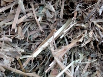 Vetch Hay 8x4x3 Bales