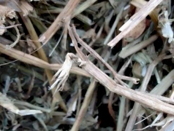 Vetch Hay 8x4x3 Bales