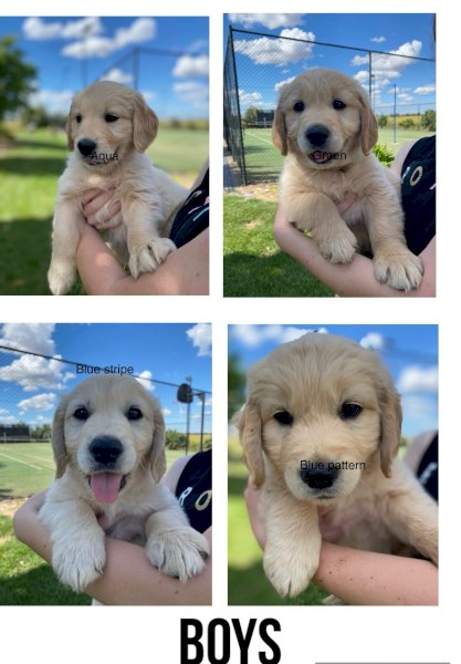 3 x Purebred Golden Retrievers Male Pups