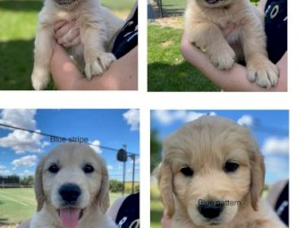 3 x Purebred Golden Retrievers Male Pups