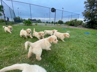 3 x Purebred Golden Retrievers Male Pups